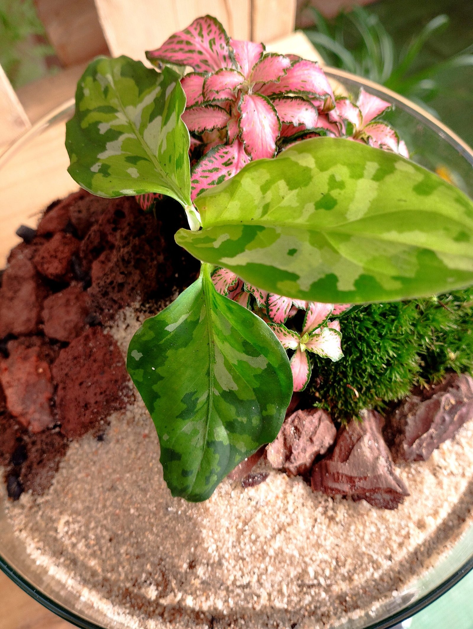 Oasis Rosa - Imagen 3